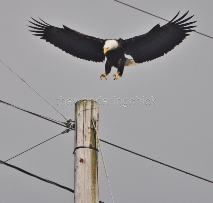 eagle